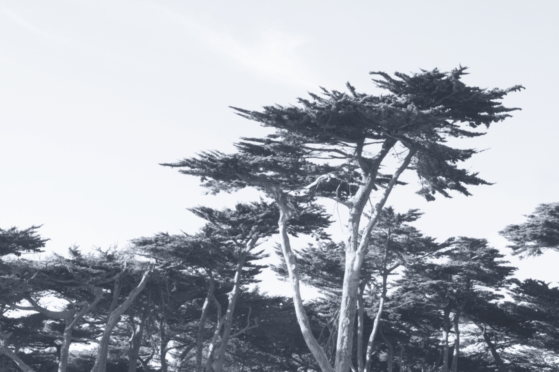 Wind-shaped coastal trees in muted blue-gray light